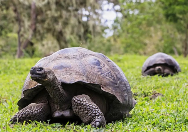 60-year-old giant tortoise on display at Ghana's WTD celebration